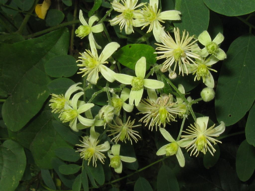 Clematis