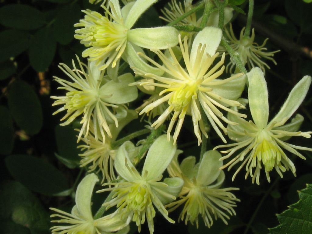 Clematis