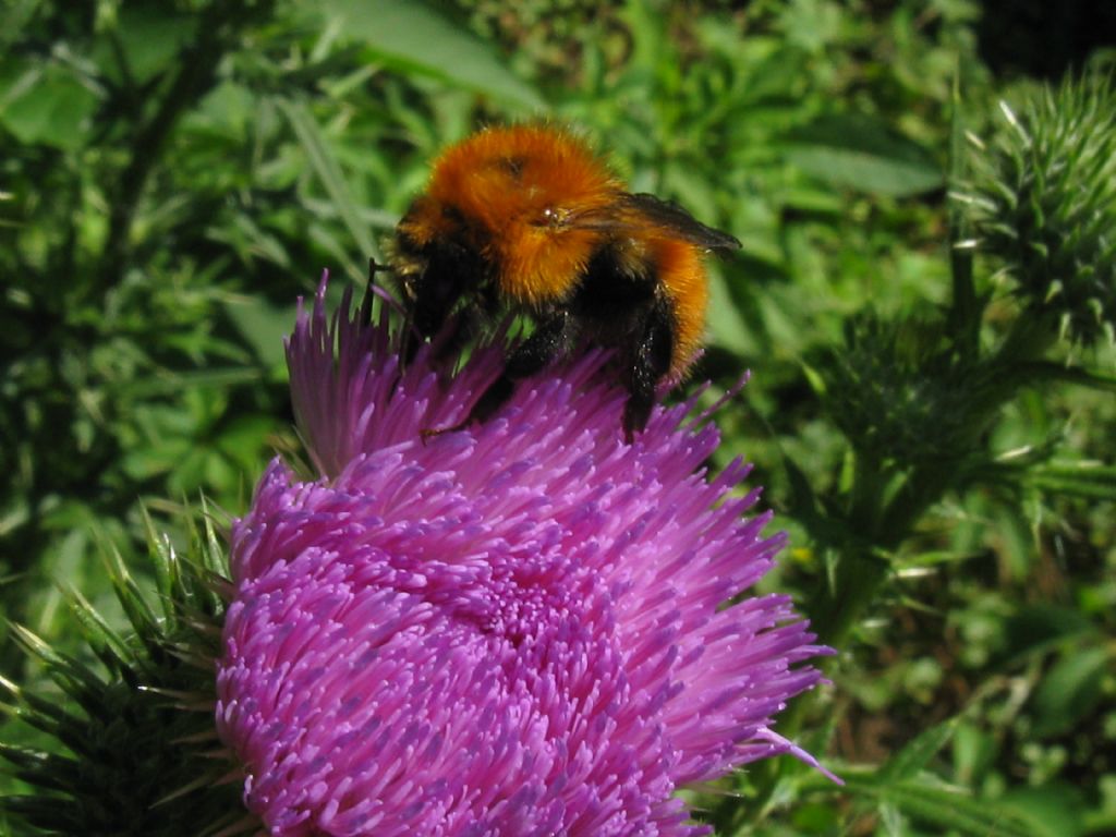 Bombus ...specie? Bombus pascuorum (ssp. melleofacies, cfr.)