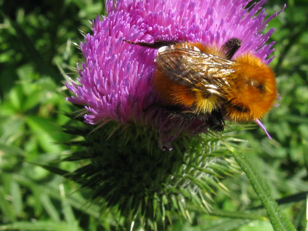 Bombus ...specie? Bombus pascuorum (ssp. melleofacies, cfr.)