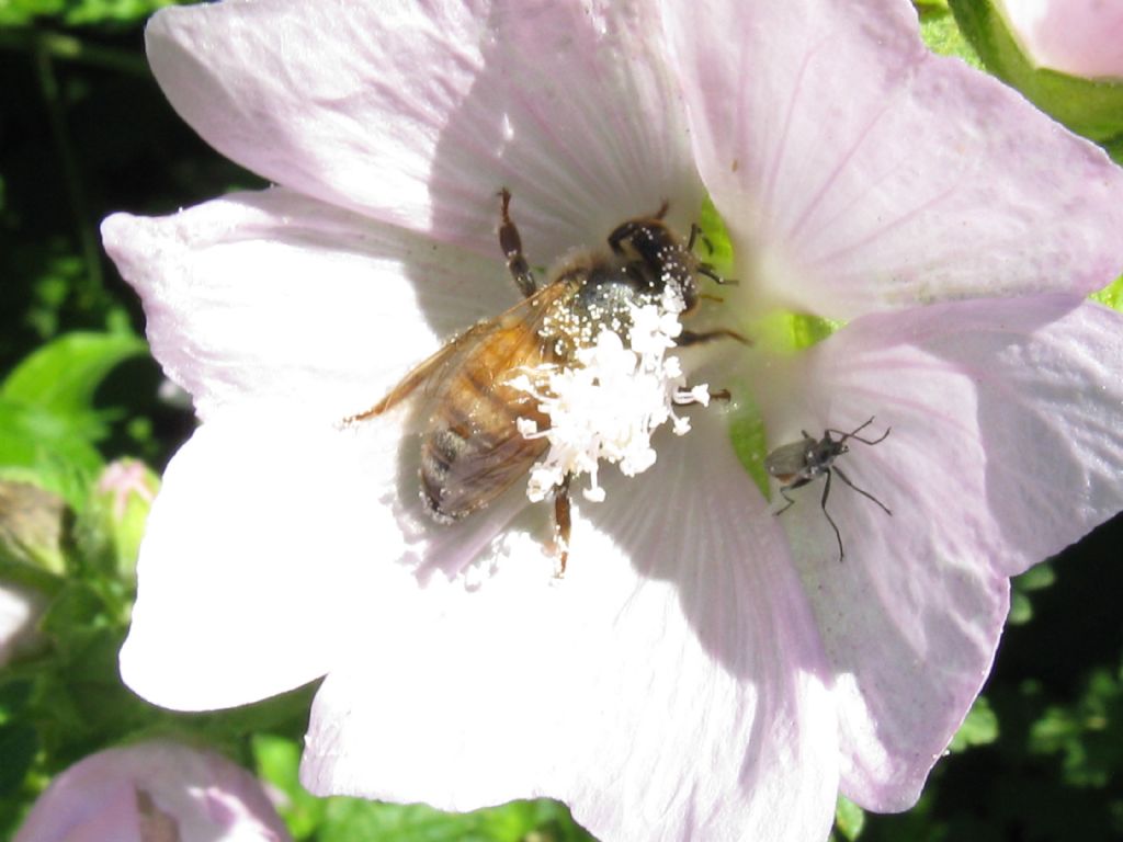 Ape mellifera? Sì.