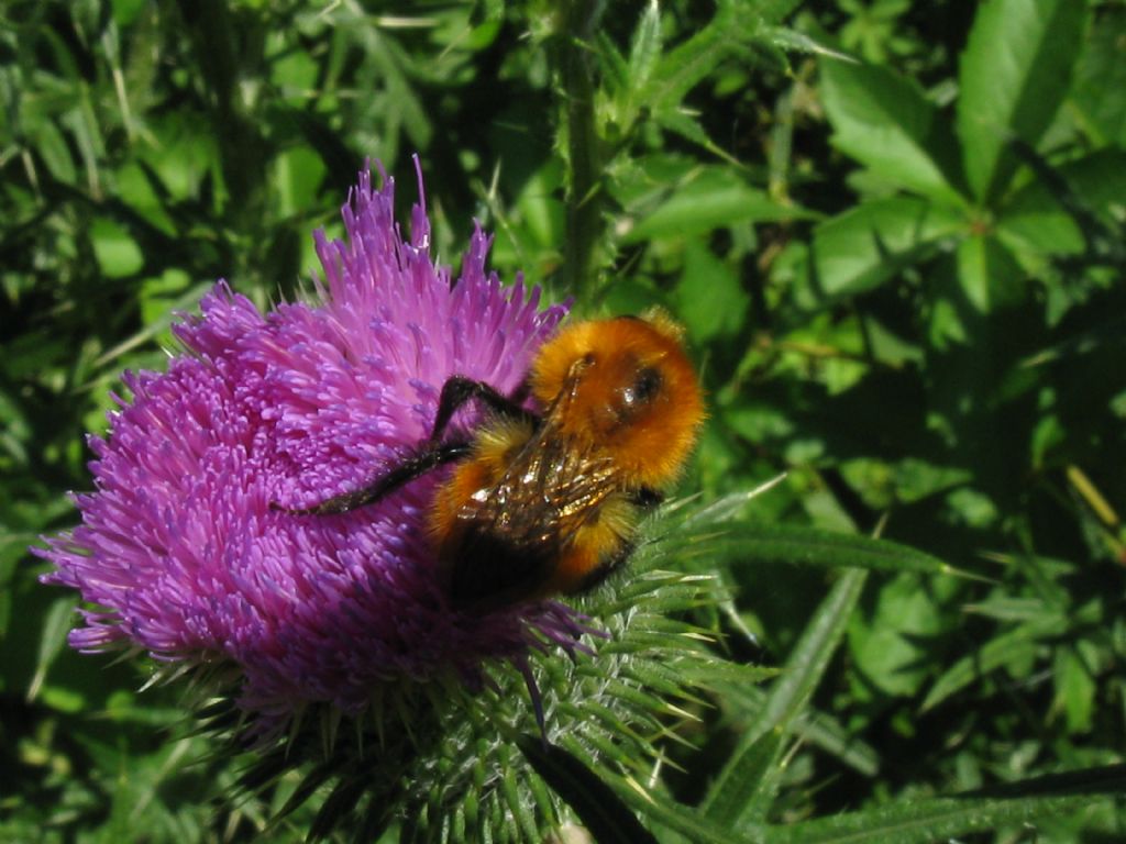 Bombus ...specie? Bombus pascuorum (ssp. melleofacies, cfr.)