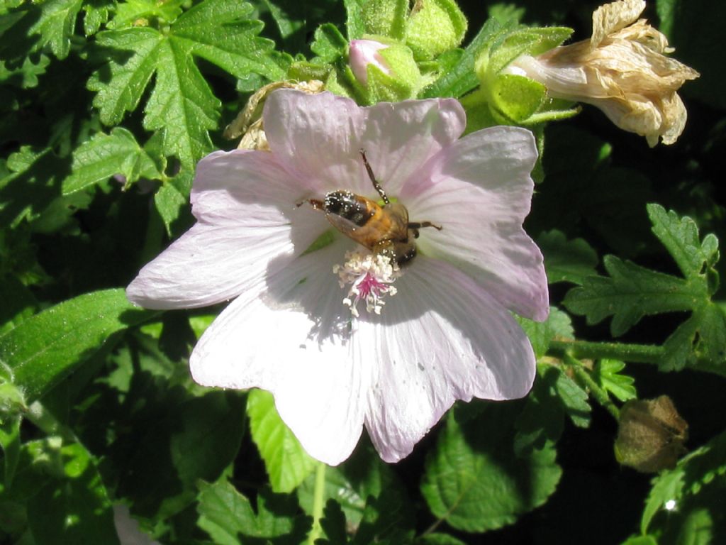 Ape mellifera? Sì.