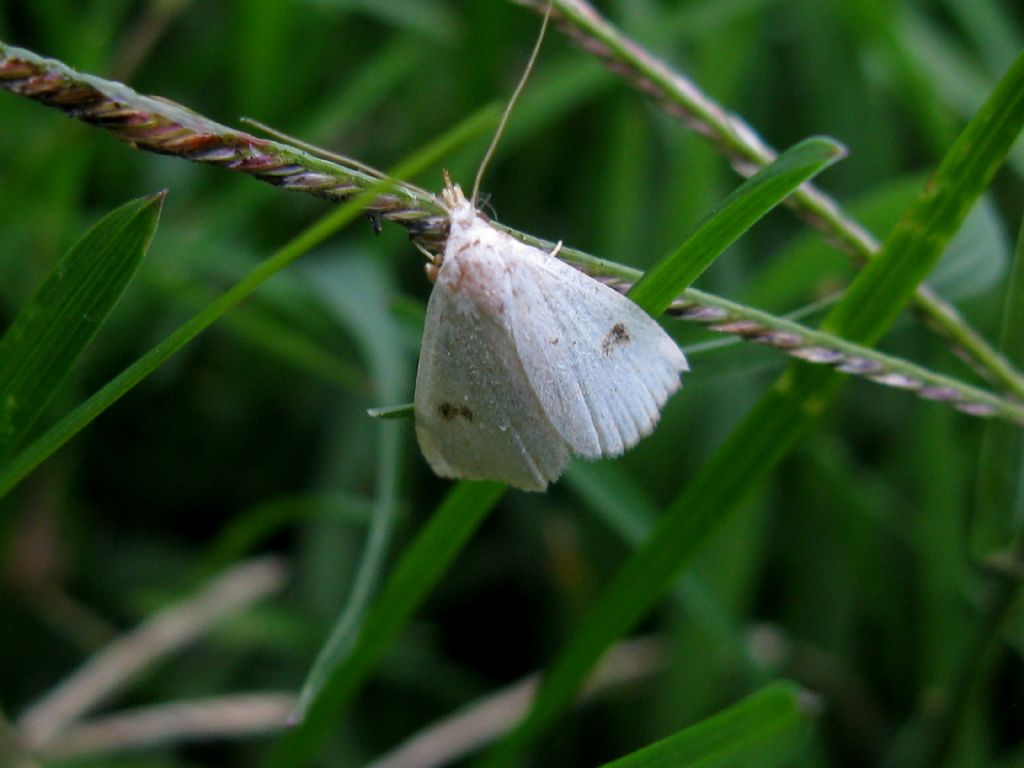 Rivula sericealis, Erebidae