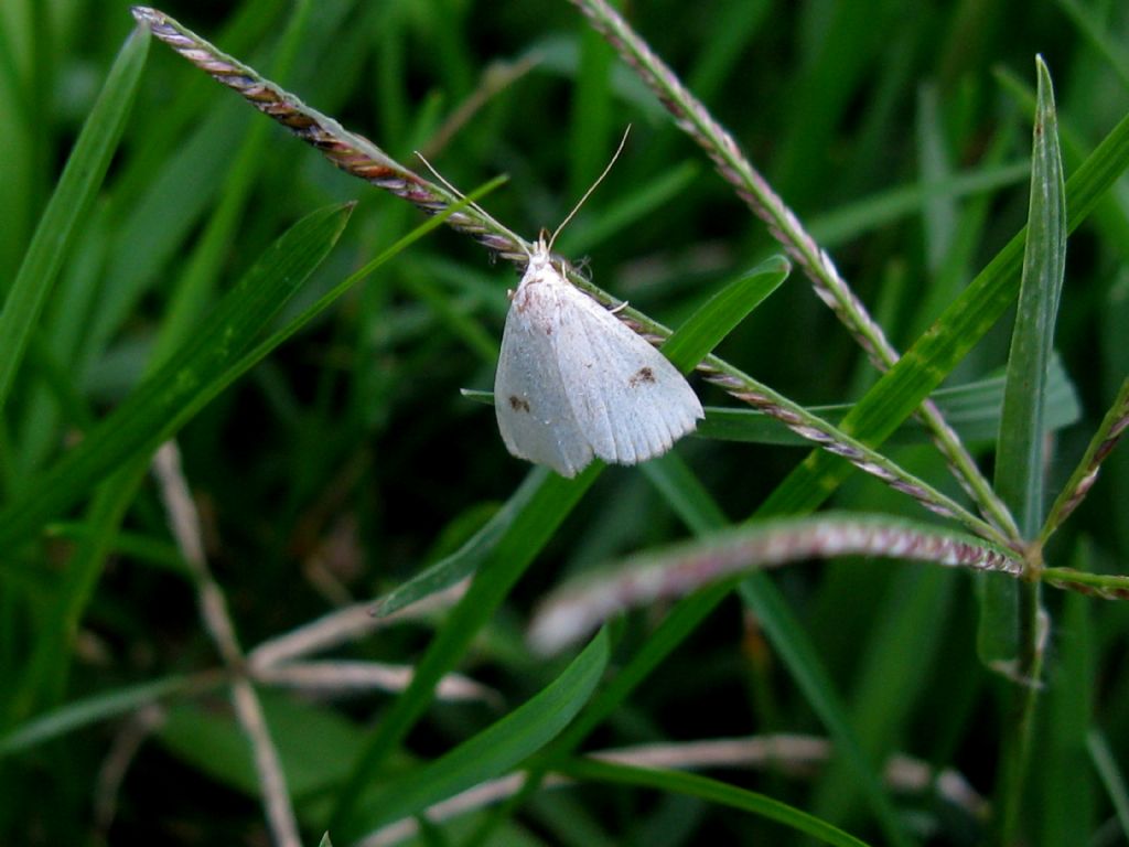 Rivula sericealis, Erebidae