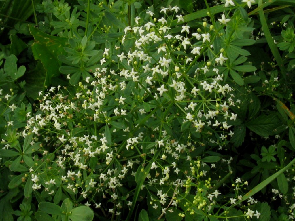 Fiore da identificare - Galium sp.