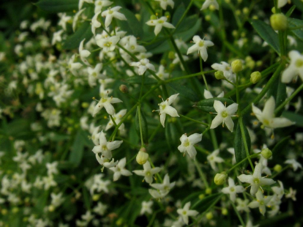 Fiore da identificare - Galium sp.