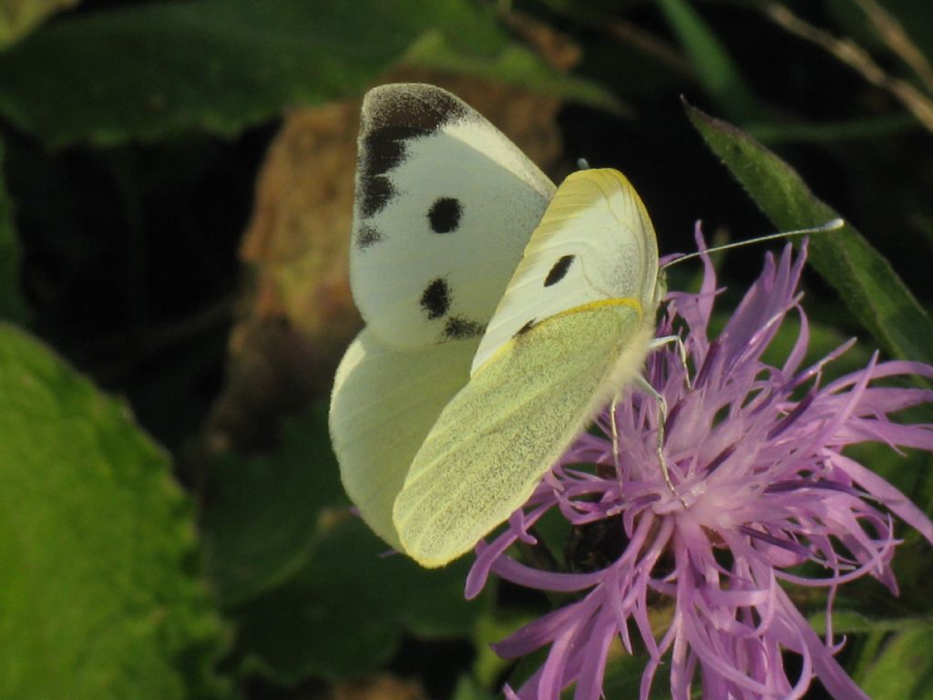 Pieris napi M o F ?  Pieri brassicae, femmina