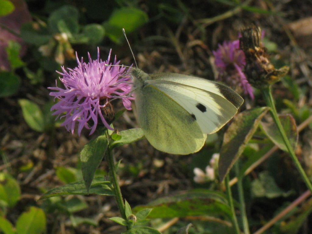 Pieris napi M o F ?  Pieri brassicae, femmina