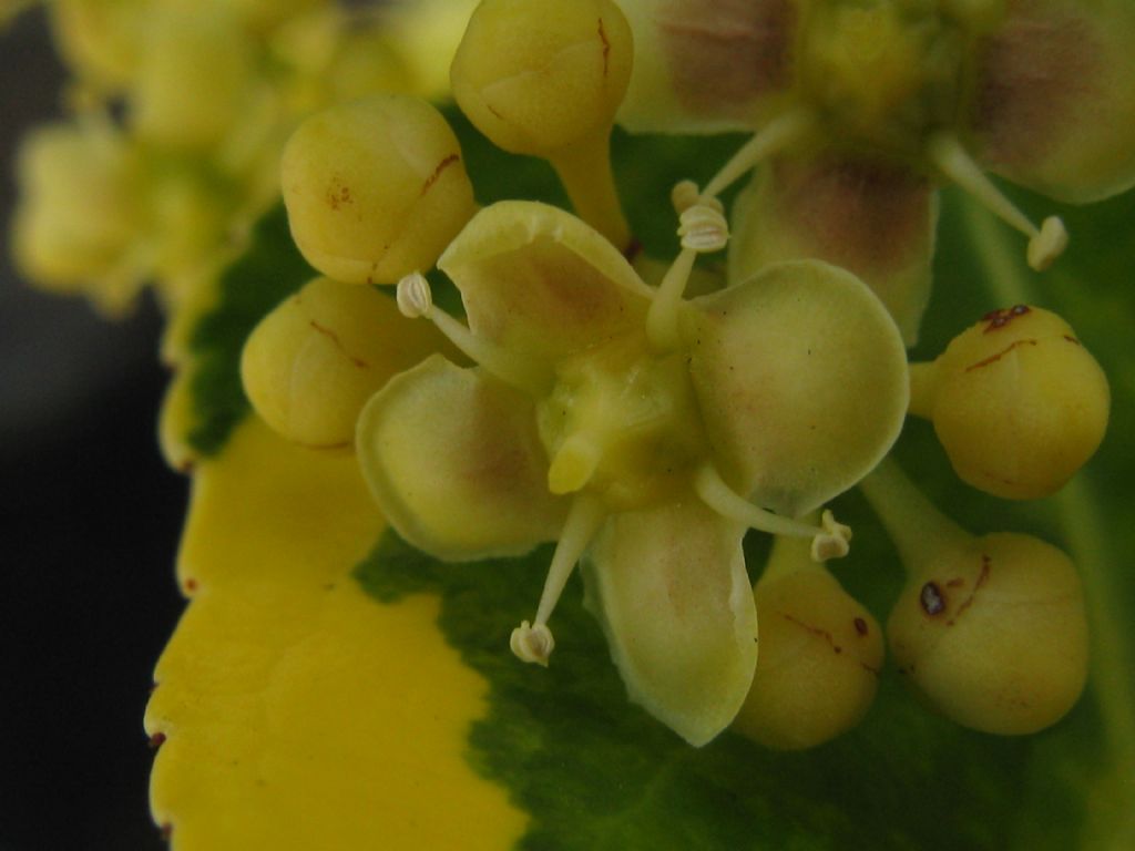 Identificazione possibile?  S, Euonymus japonicus (Celastraceae)