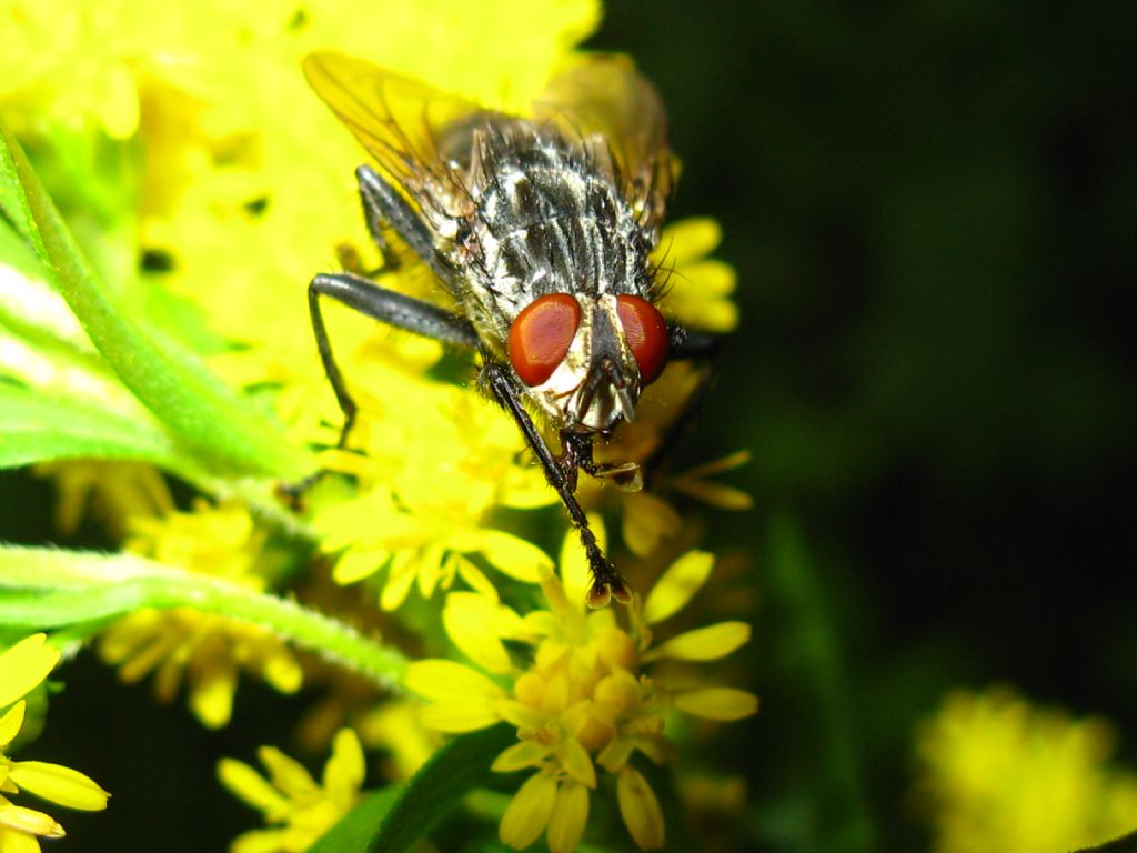 Helina?   No, Sarcophagidae