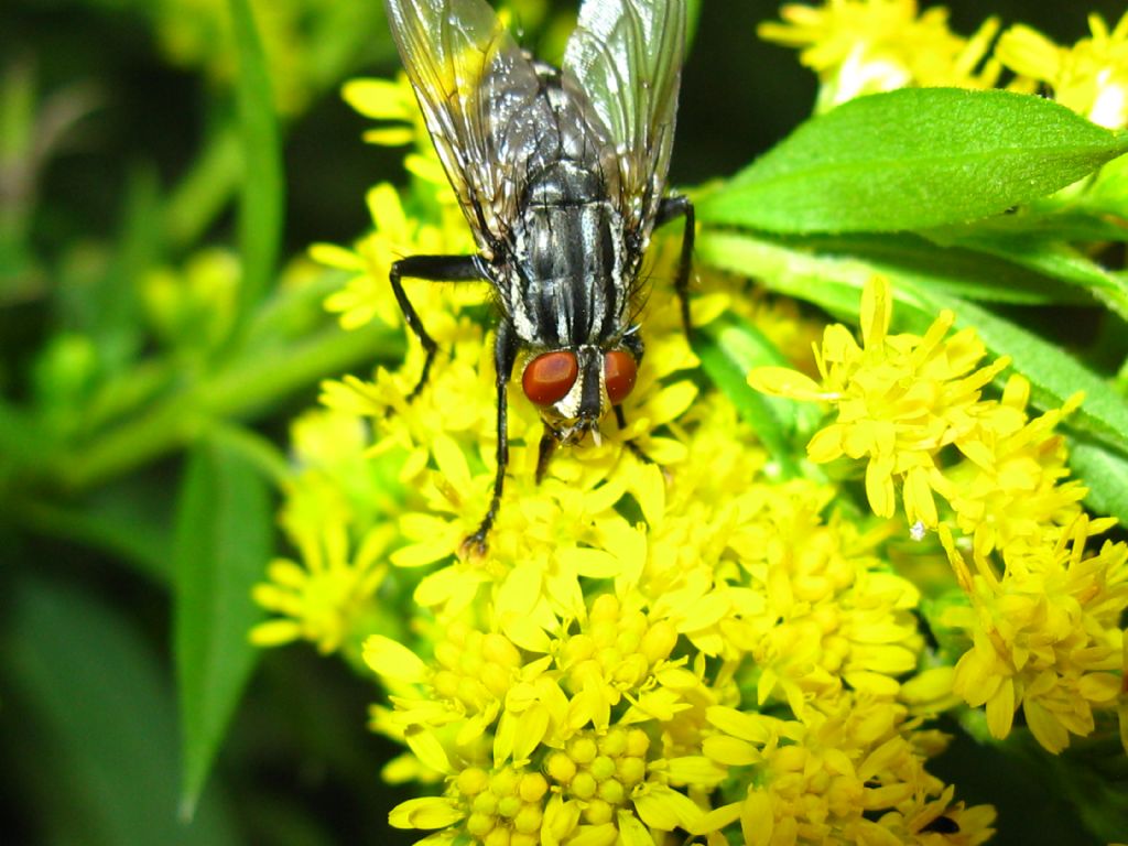 Helina?   No, Sarcophagidae