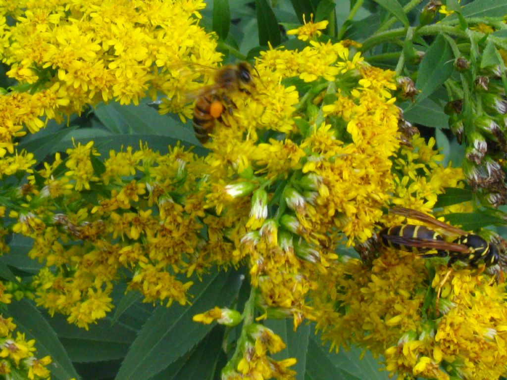 Calabrone o Polistes? Polistes sp.!