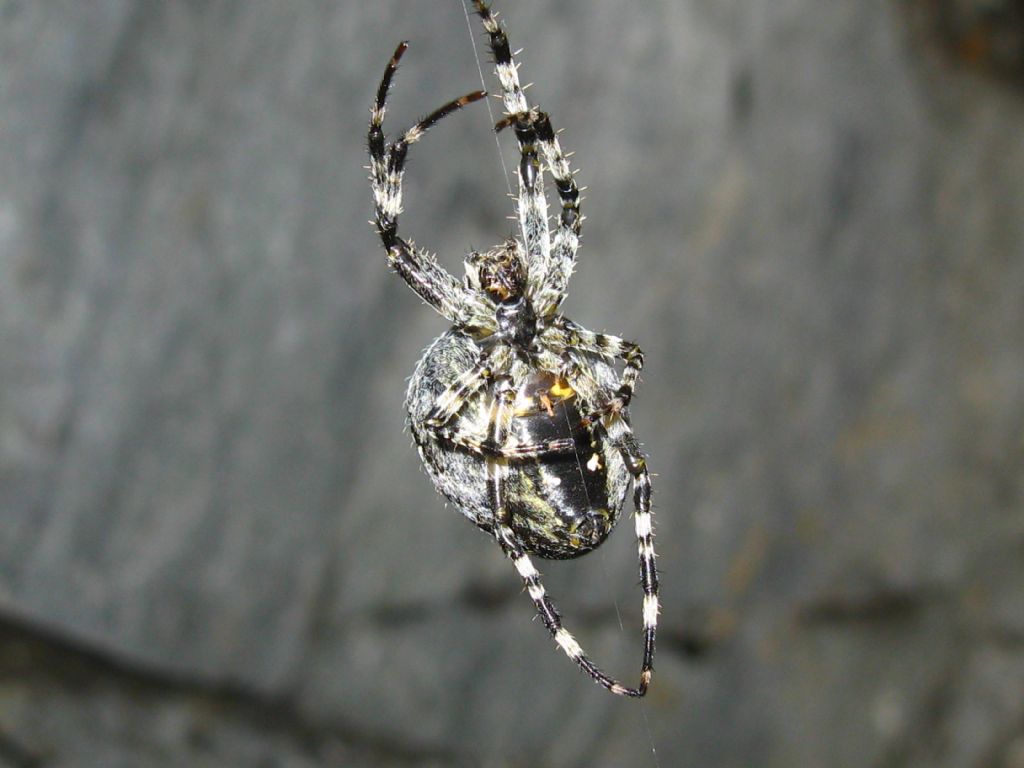 Araneus cfr. diadematus - Isola di Chiavenna (SO)