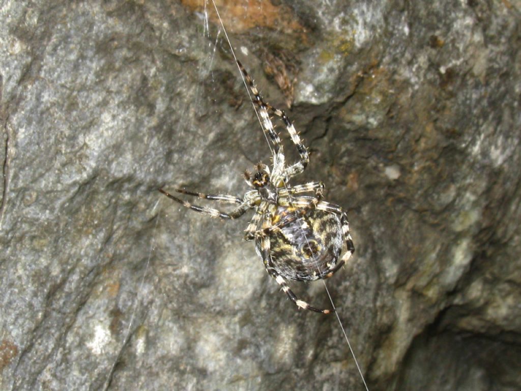 Araneus cfr. diadematus - Isola di Chiavenna (SO)