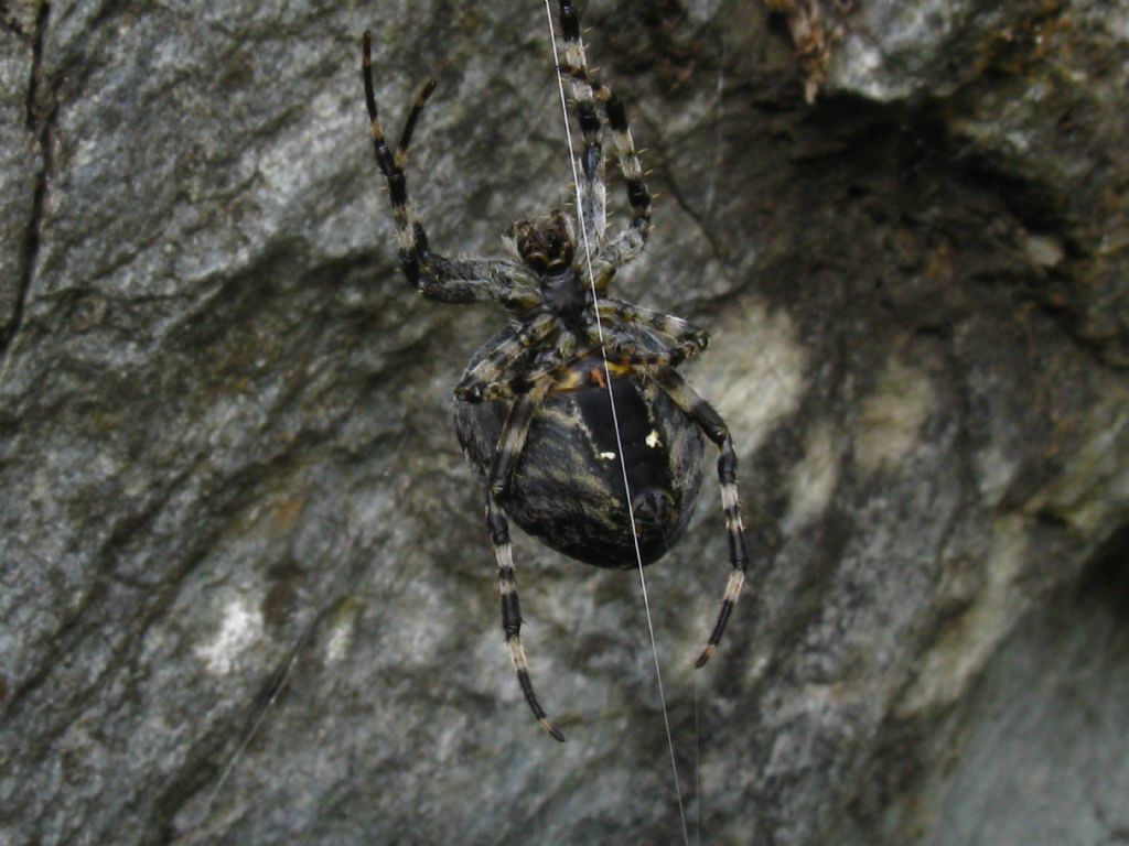 Araneus cfr. diadematus - Isola di Chiavenna (SO)