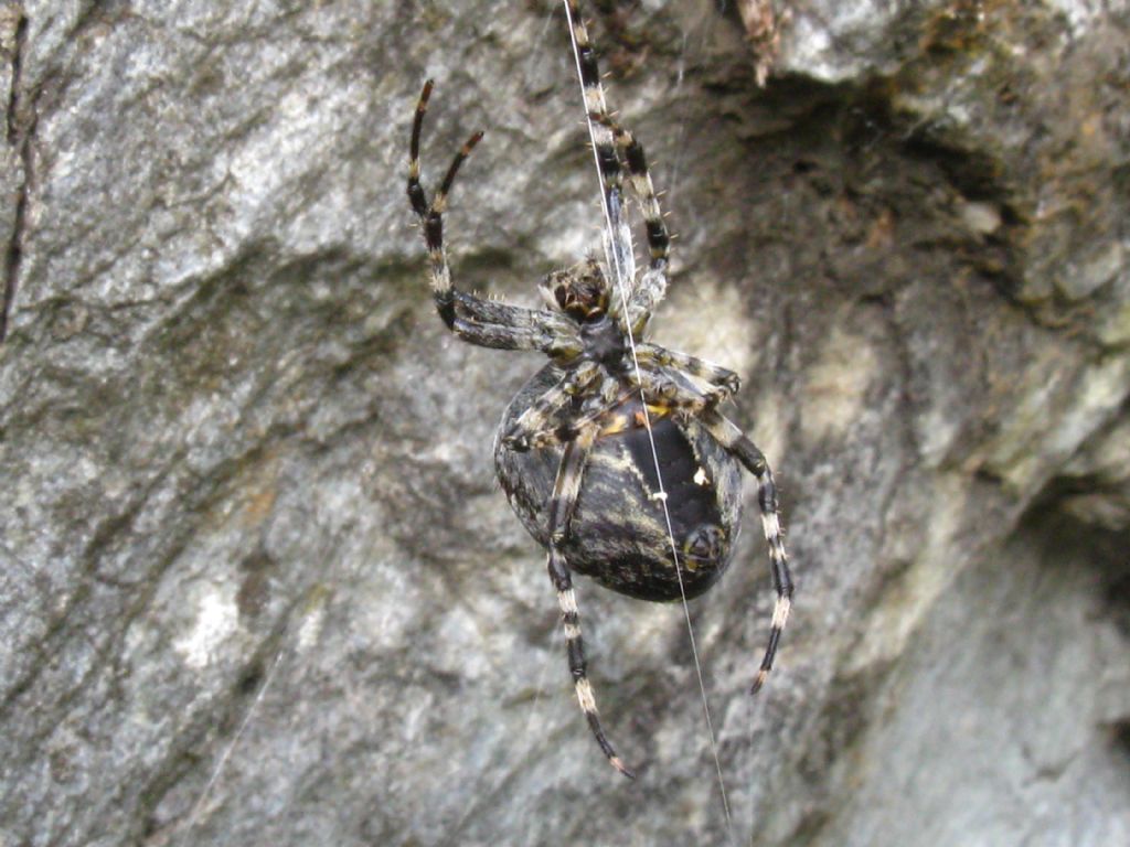 Araneus cfr. diadematus - Isola di Chiavenna (SO)