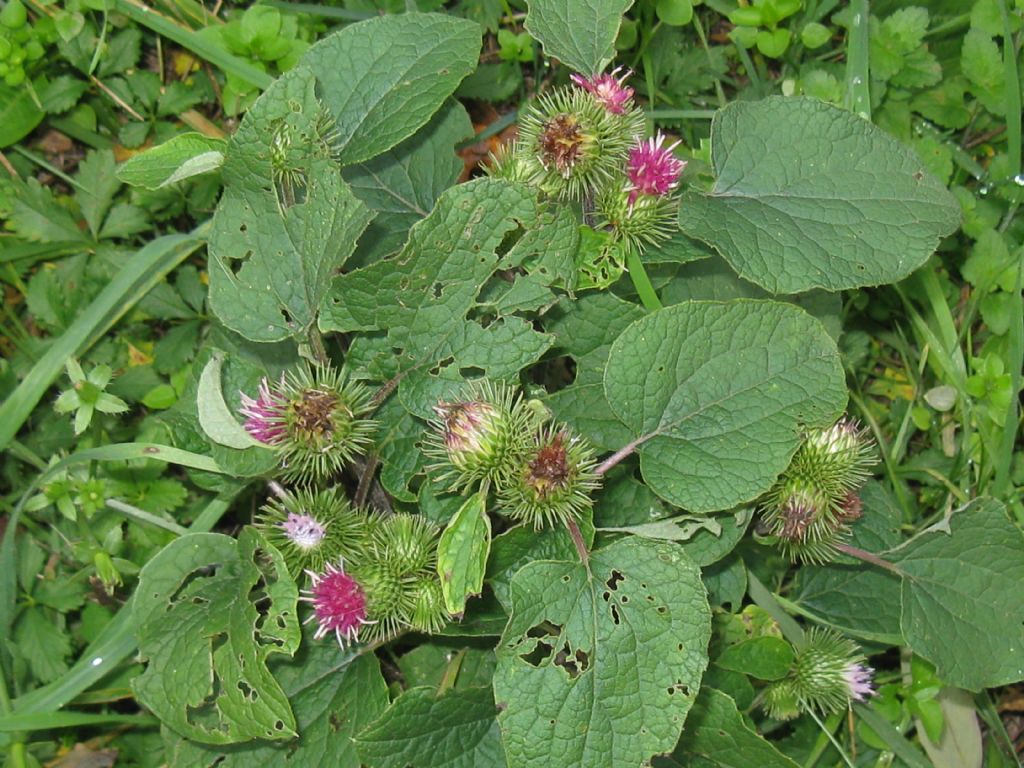 Arctium lappa / Bardana maggiore