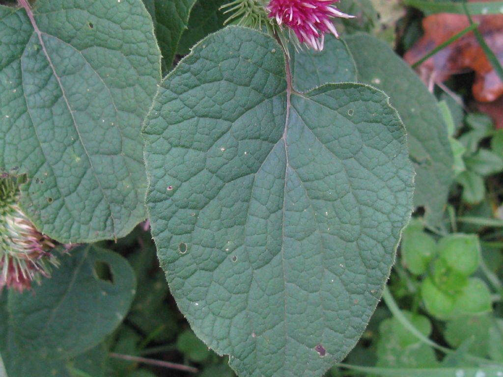 Arctium lappa / Bardana maggiore