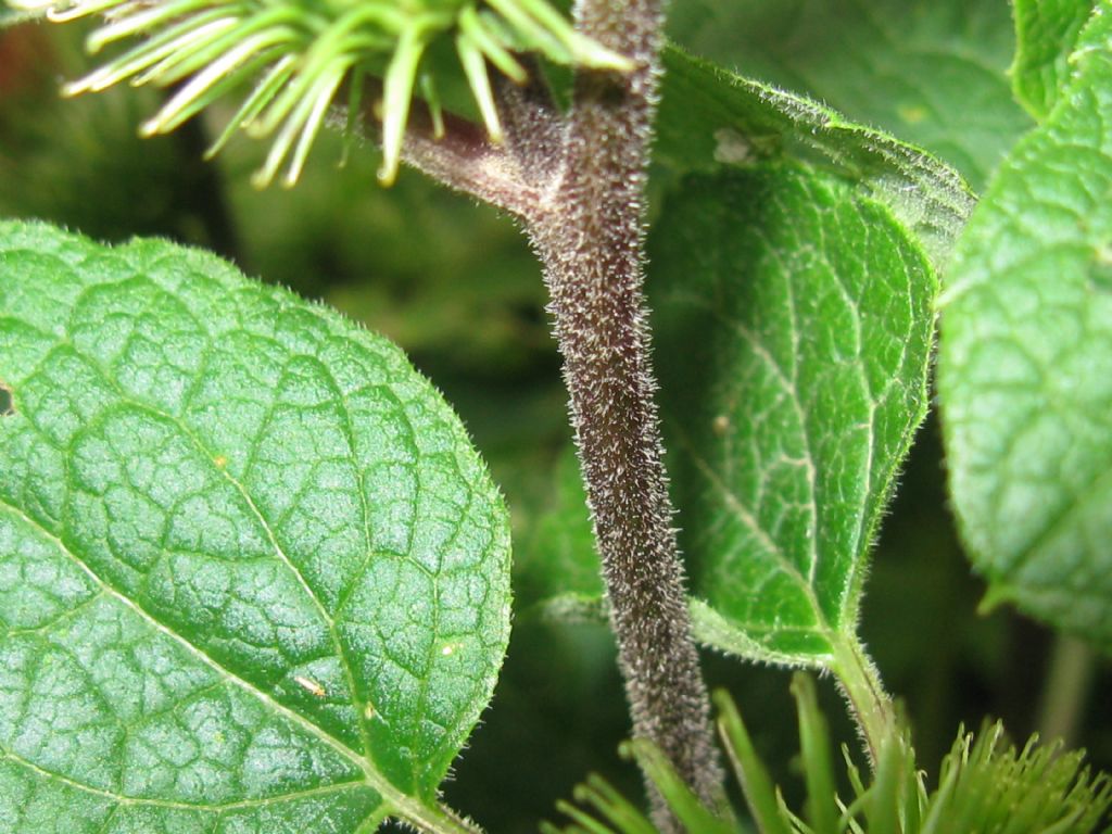 Arctium lappa / Bardana maggiore