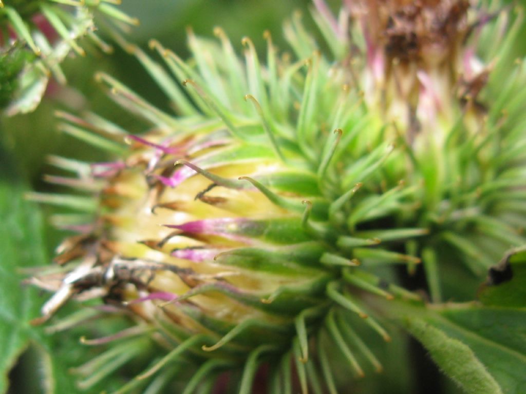 Arctium lappa / Bardana maggiore