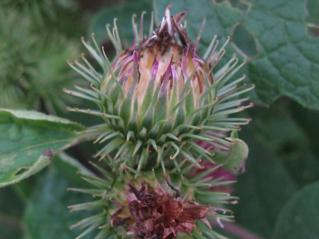 Arctium lappa / Bardana maggiore