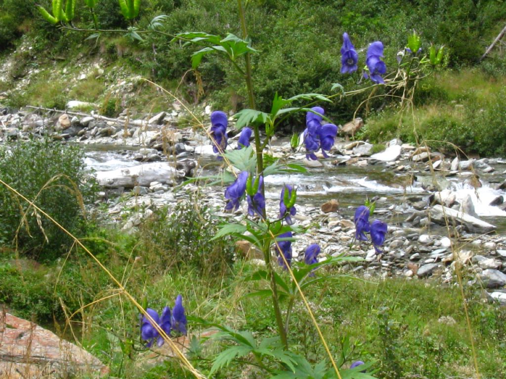 Aconitum variegatum? Pi probabile Aconitum degenii