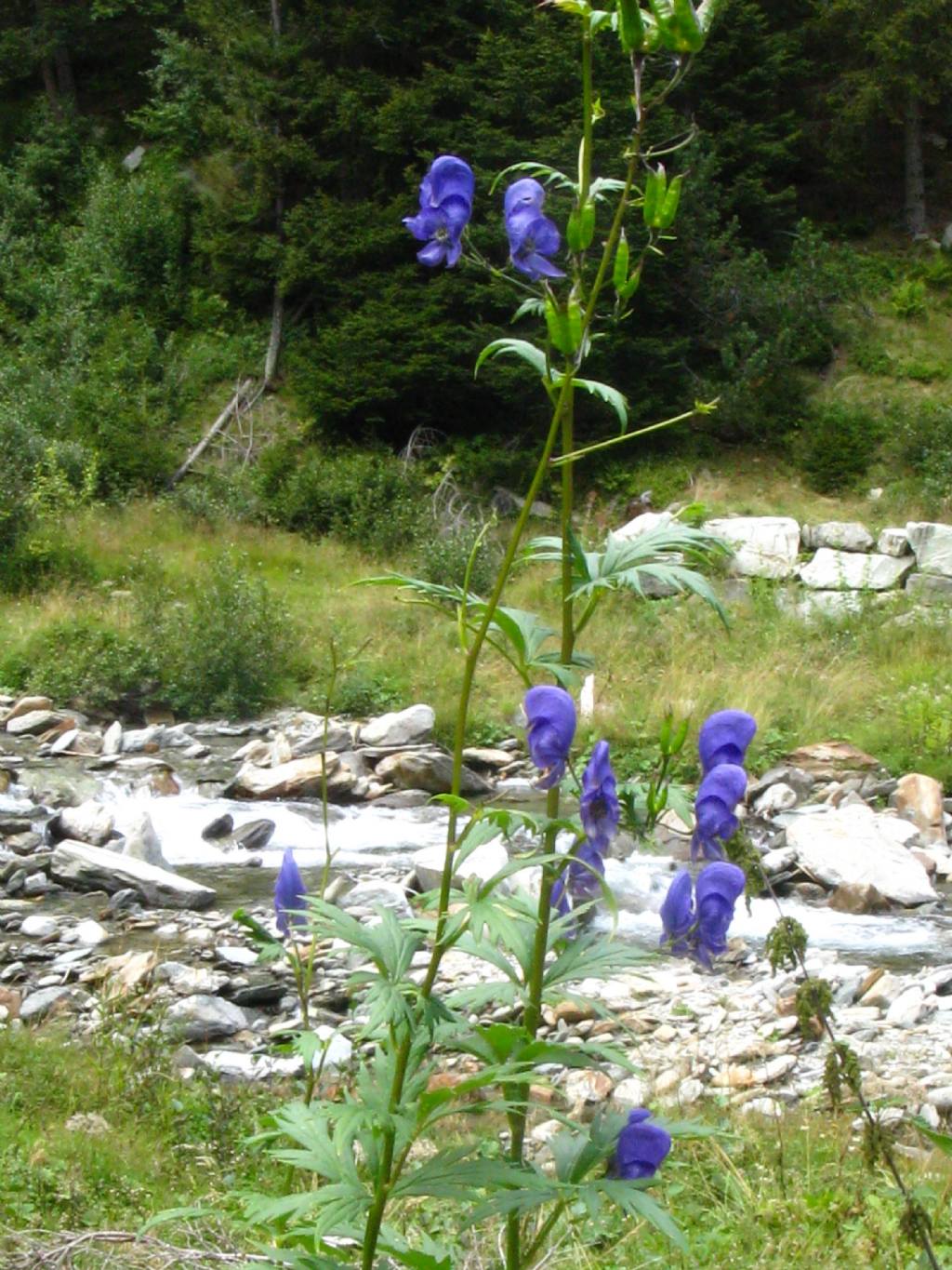 Aconitum variegatum? Pi probabile Aconitum degenii