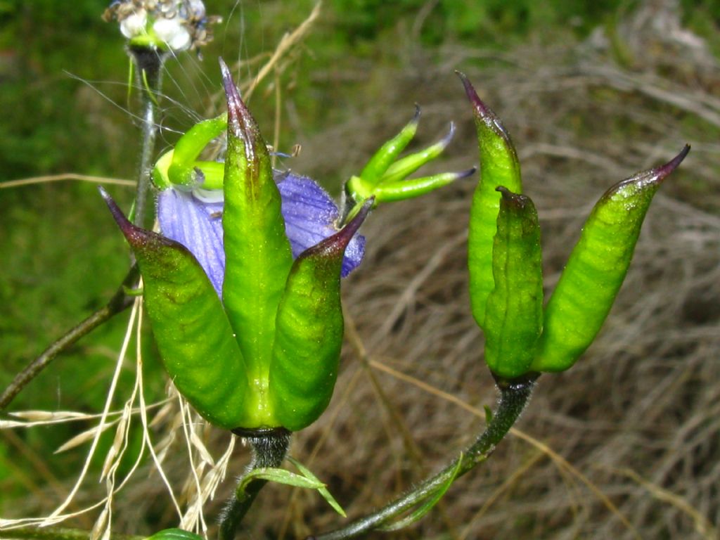 Aconitum variegatum? Pi probabile Aconitum degenii