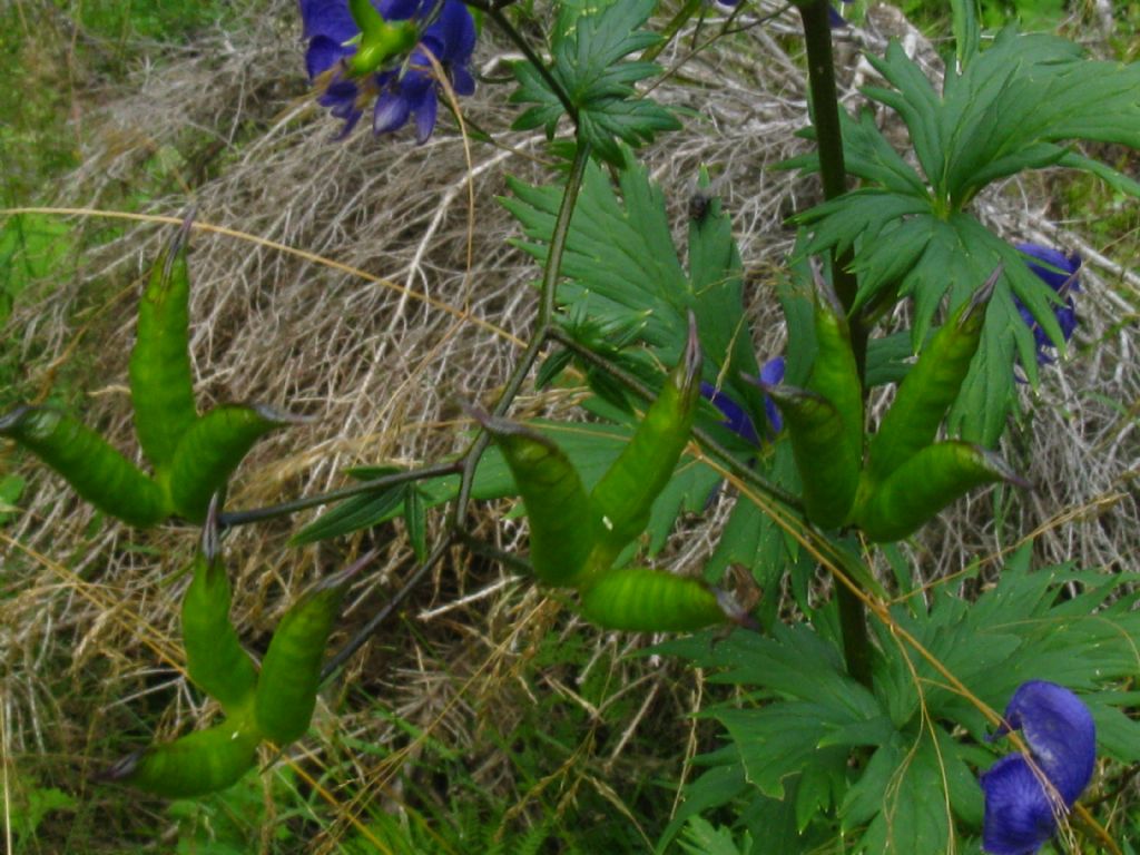 Aconitum variegatum? Pi probabile Aconitum degenii