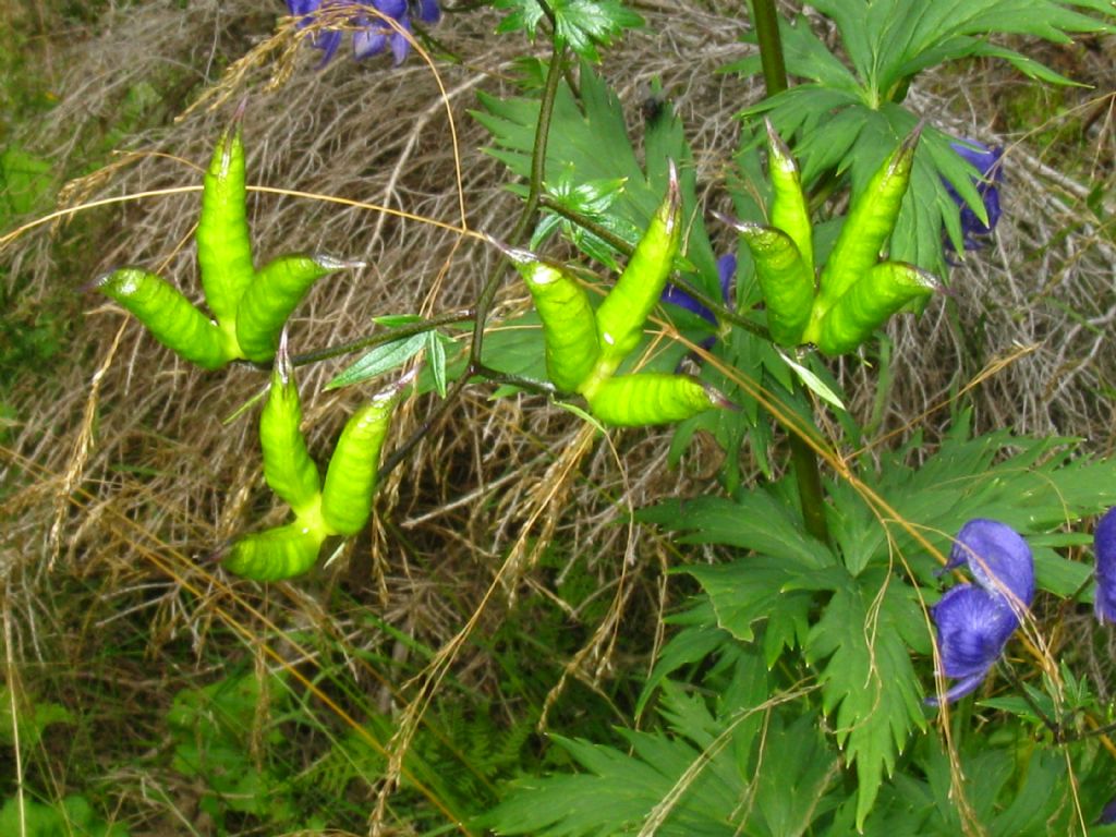 Aconitum variegatum? Pi probabile Aconitum degenii