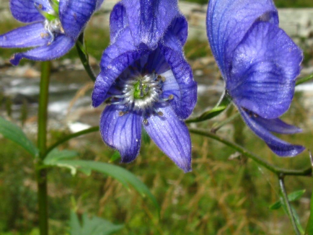 Aconitum variegatum? Pi probabile Aconitum degenii