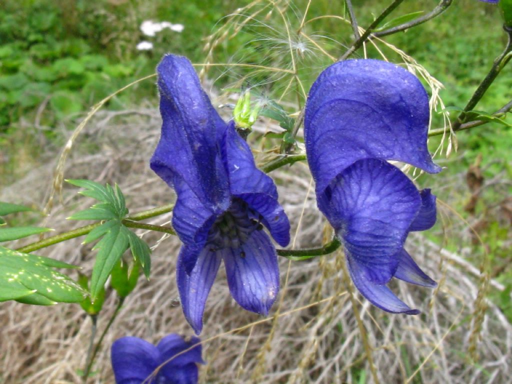 Aconitum variegatum? Pi probabile Aconitum degenii