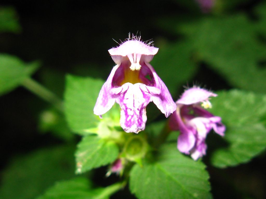Galeopsis bifida?...  Galeopsis cfr. bifida