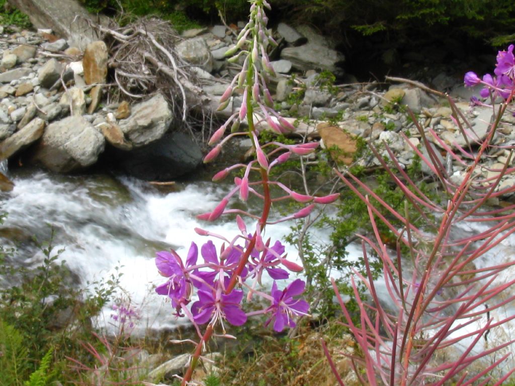 Epilobium angustifolium?  s....Chamaenerion angustifolium (ex Epilobium angustifolium)