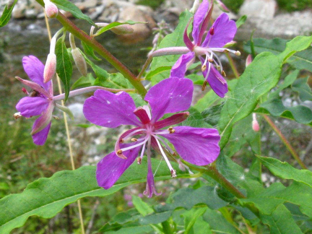 Epilobium angustifolium?  s....Chamaenerion angustifolium (ex Epilobium angustifolium)