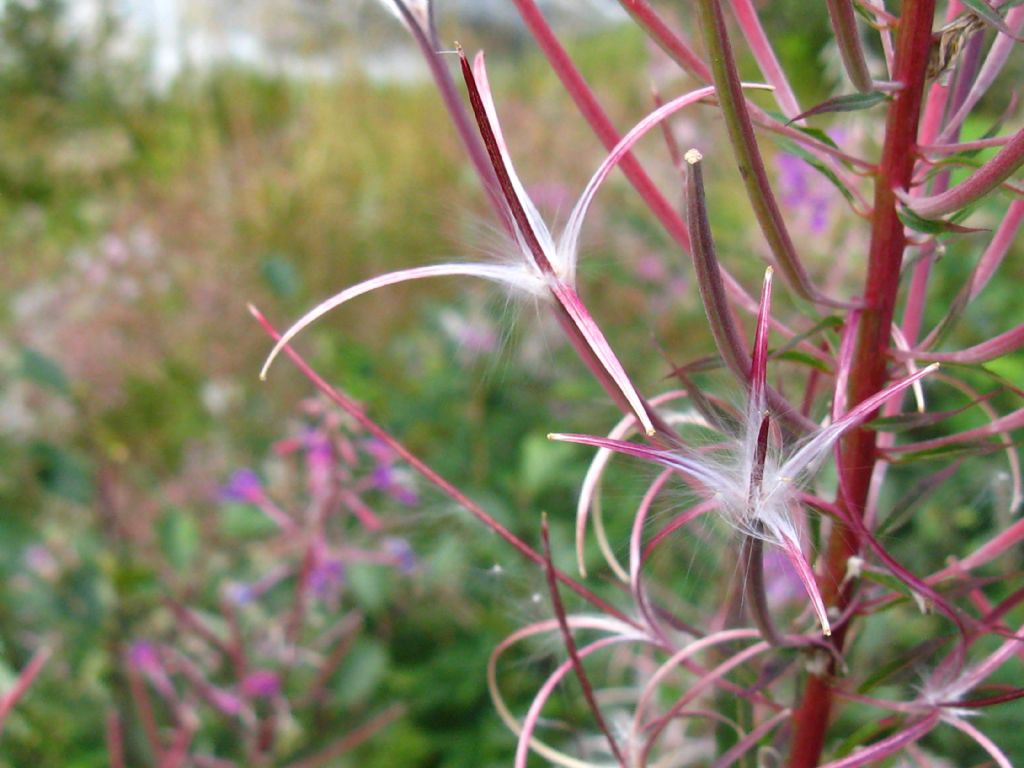 Epilobium angustifolium?  s....Chamaenerion angustifolium (ex Epilobium angustifolium)