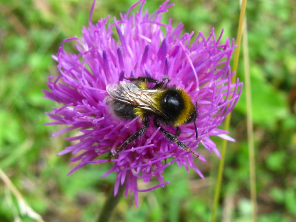 Ape? Apidae: Bombus (Psithyrus) sp. (cfr.)