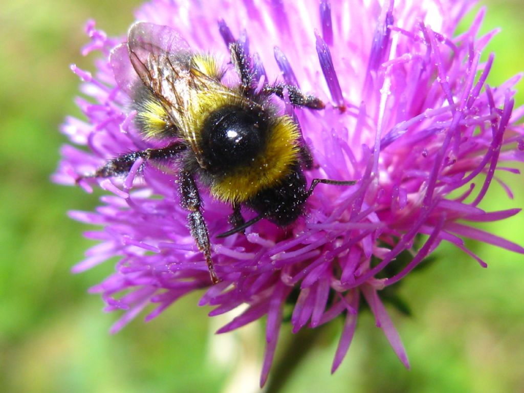 Ape? Apidae: Bombus (Psithyrus) sp. (cfr.)