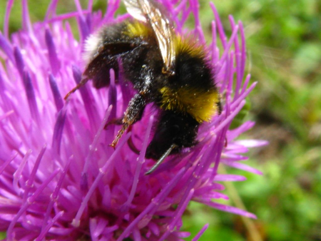 Ape? Apidae: Bombus (Psithyrus) sp. (cfr.)