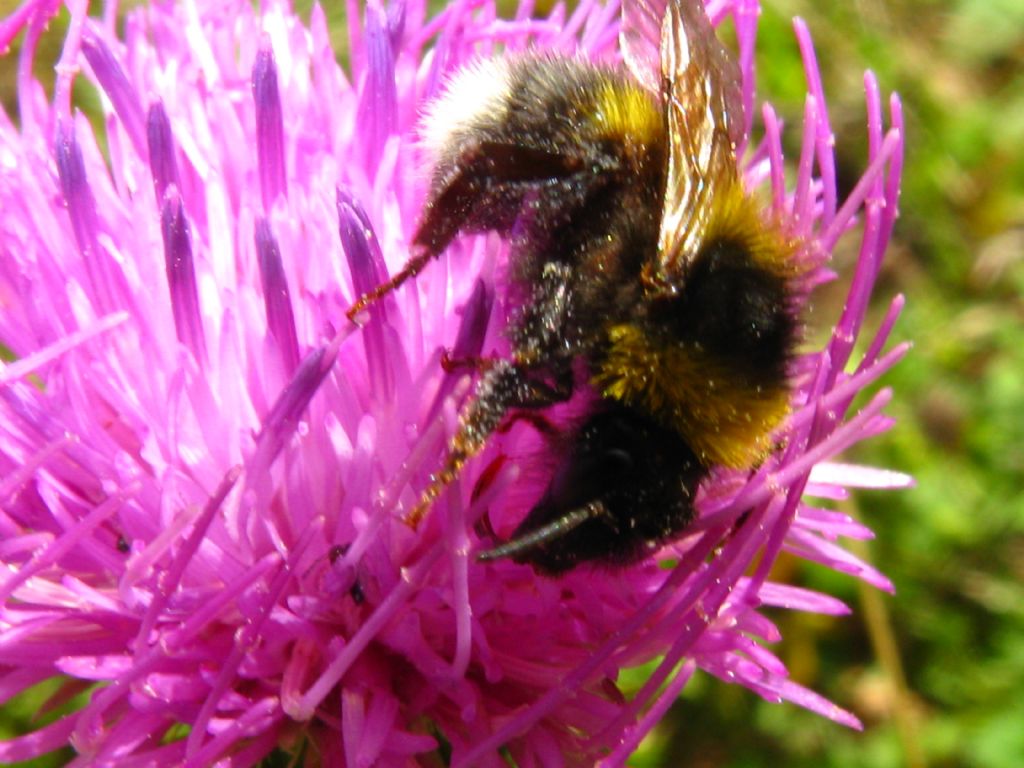 Ape? Apidae: Bombus (Psithyrus) sp. (cfr.)