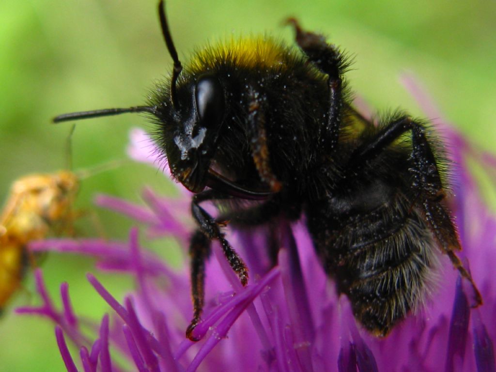 Ape? Apidae: Bombus (Psithyrus) sp. (cfr.)