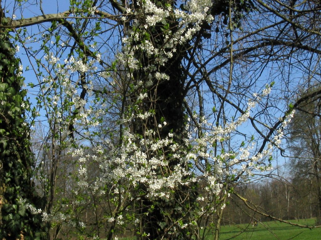 Prunus spinosa / Pruno selvatico