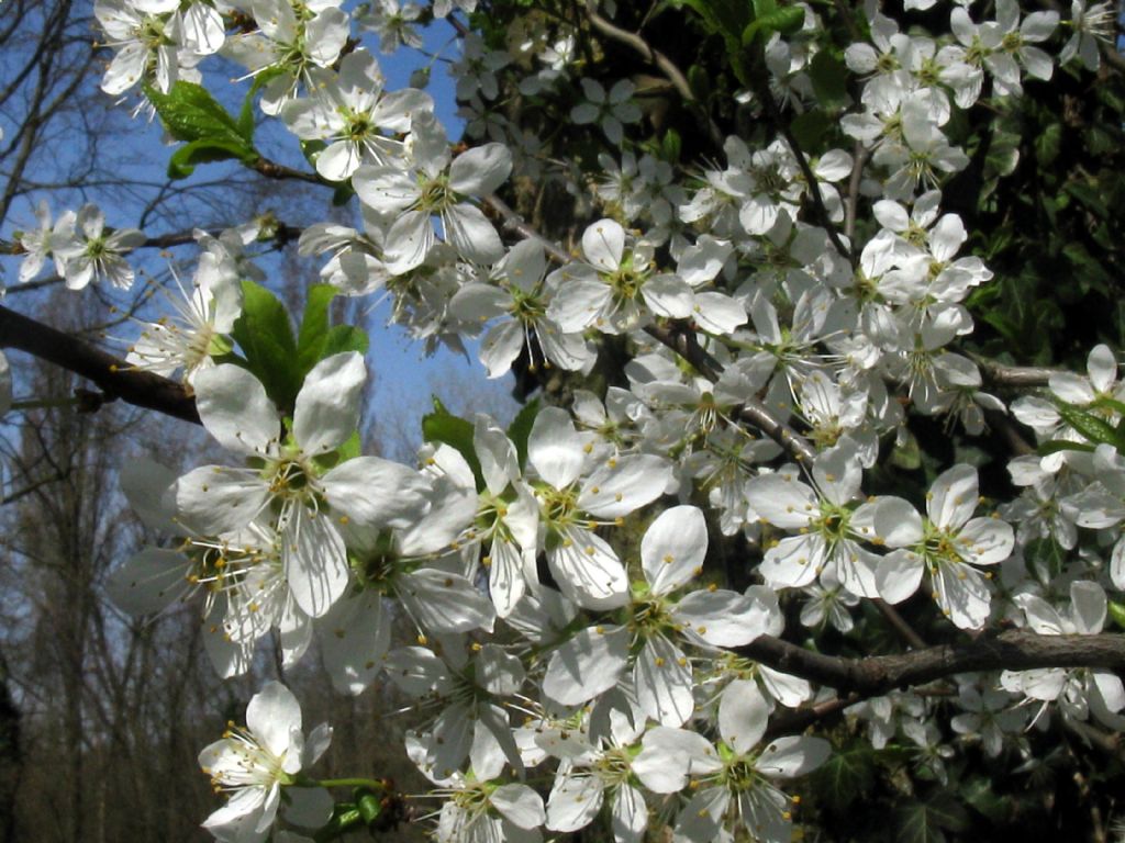 Prunus spinosa / Pruno selvatico