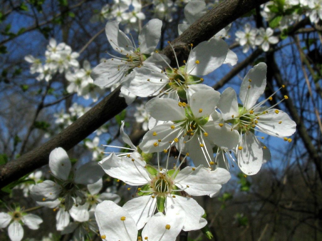 Prunus spinosa / Pruno selvatico