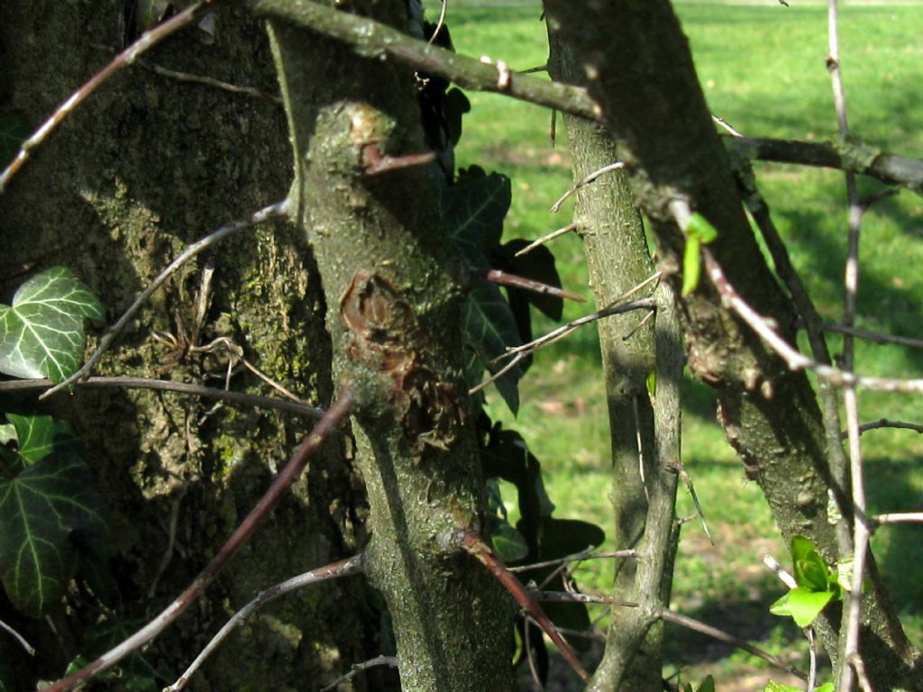 Prunus spinosa / Pruno selvatico