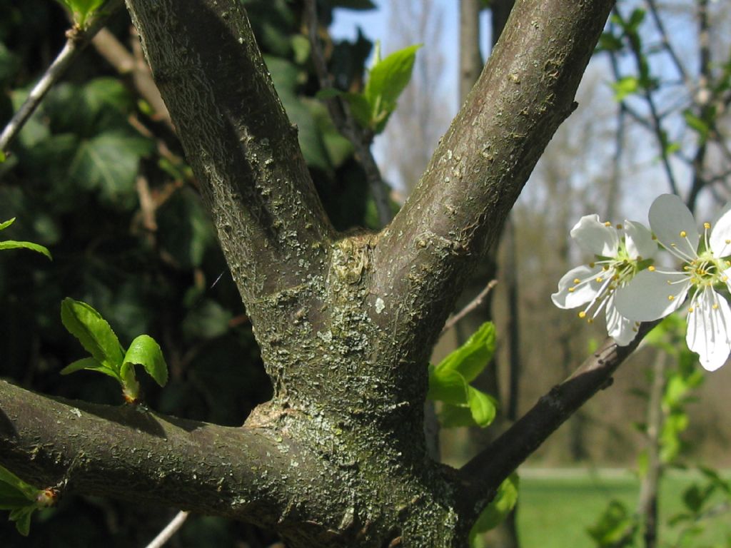 Prunus spinosa / Pruno selvatico