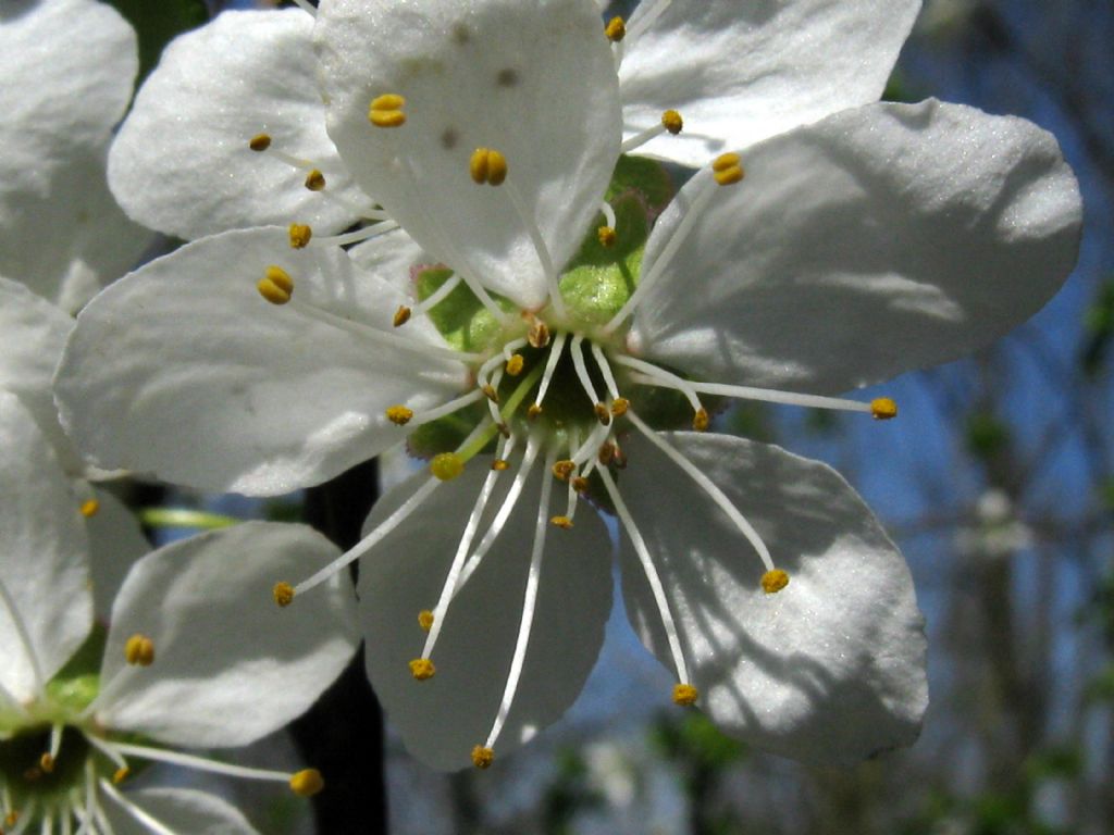 Prunus spinosa / Pruno selvatico