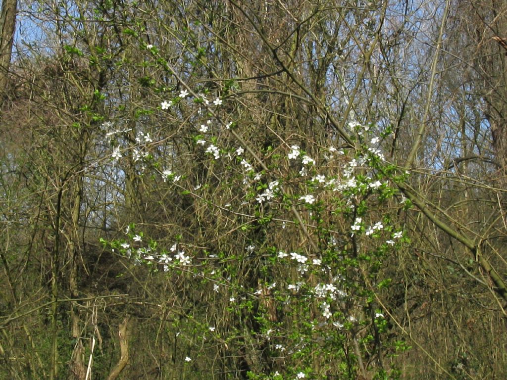 Fiori bianchi 4 : cfr. Prunus sp.