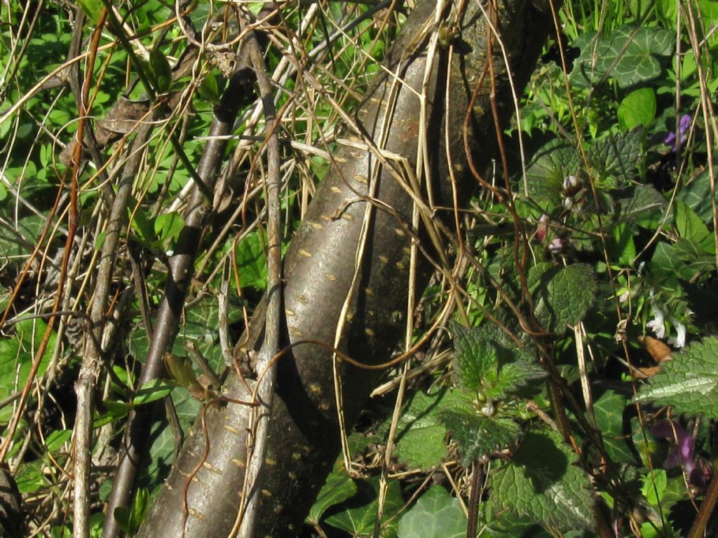 Fiori bianchi 4 : cfr. Prunus sp.